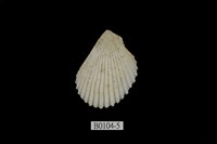 藏品(大白狐蛤)的圖片